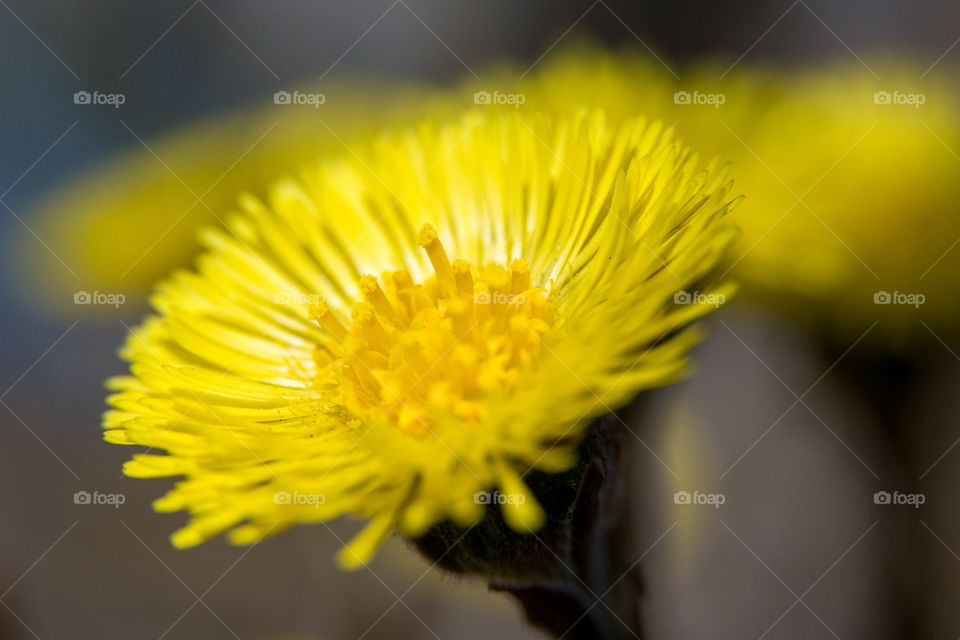 Coltsfoot flowers  - early spring burst of yellow