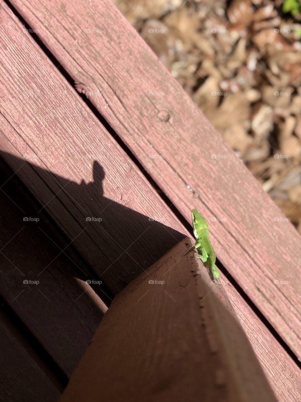 Shadow of post and green anole 