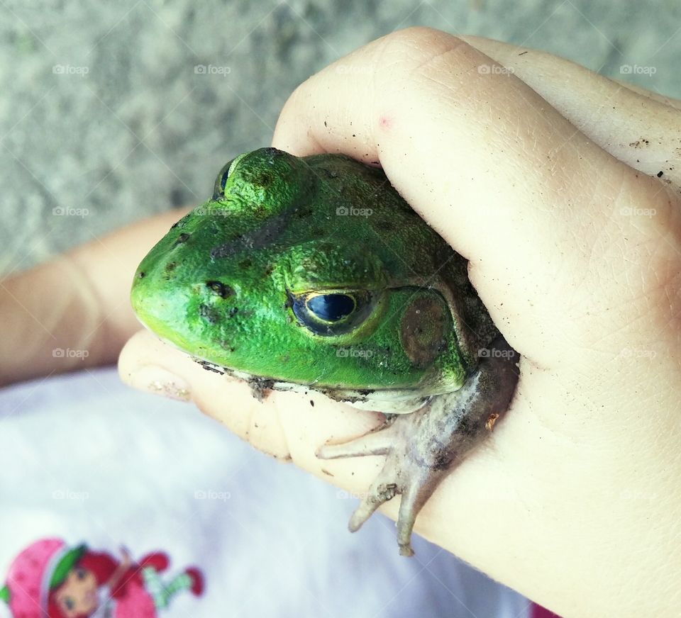 bullfrog