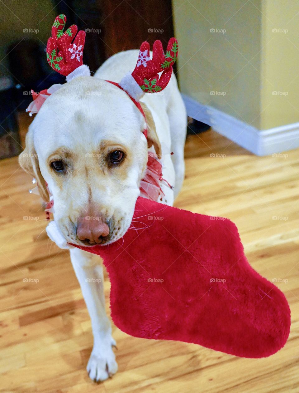 Labrador retriever holding a Christmas stocking 