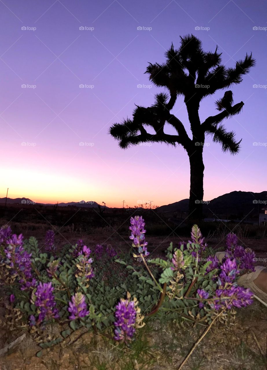 Purple Desert Evening 