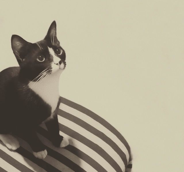 black_ white