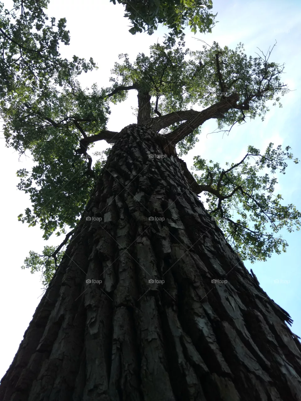 tree