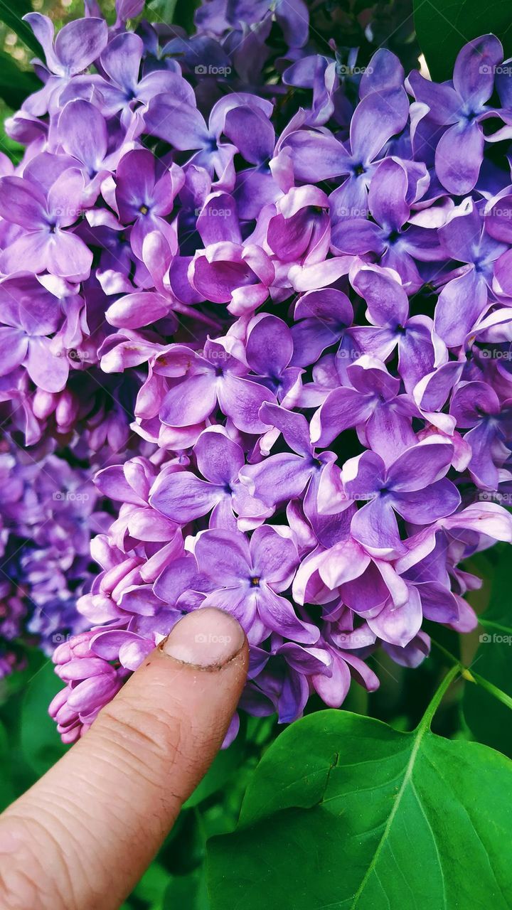 lilac