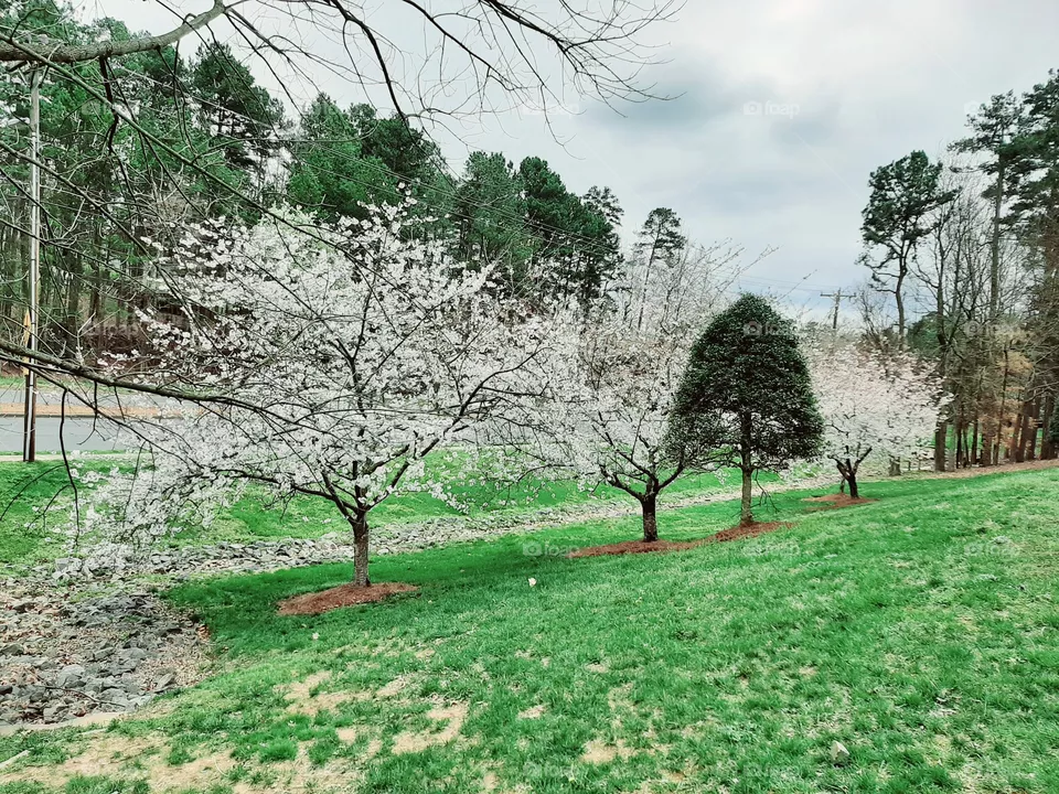 Spring afternoon