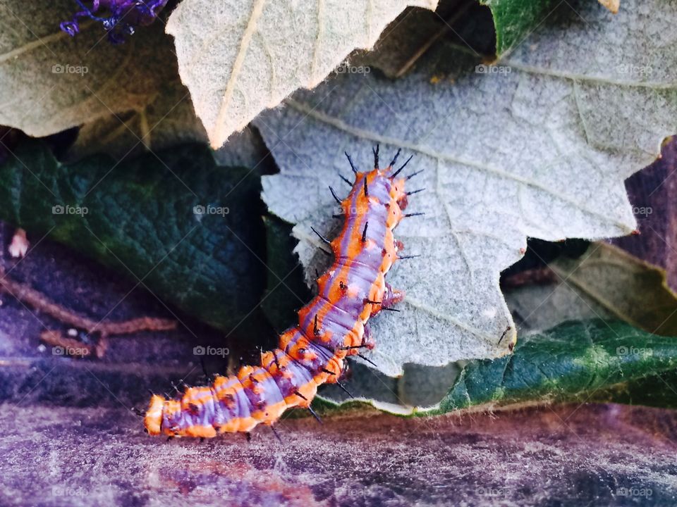 Caterpillar 