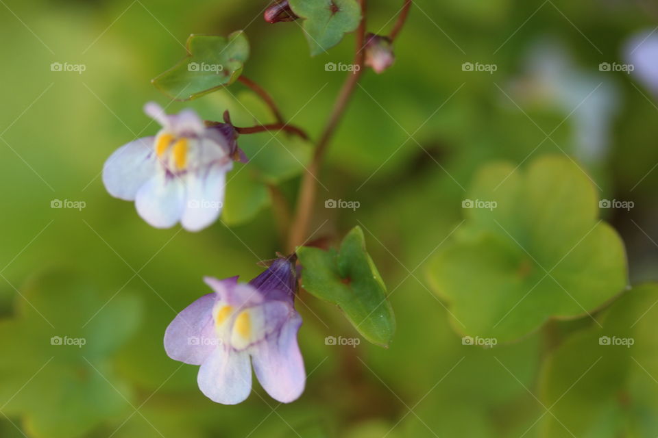 Close-up of purple flowers