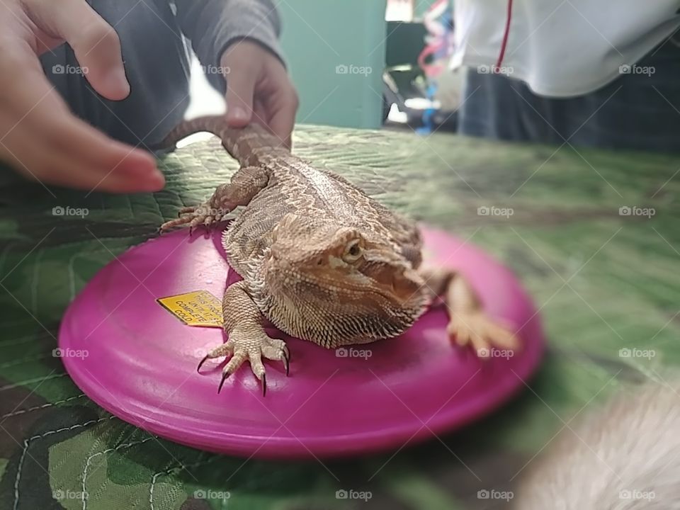 Bearded dragon