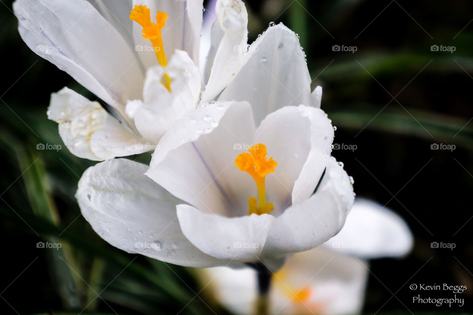 White Flower