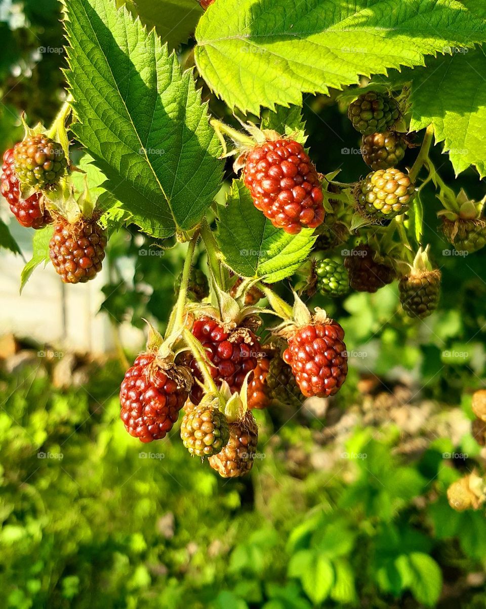 blackberries in the sunlight