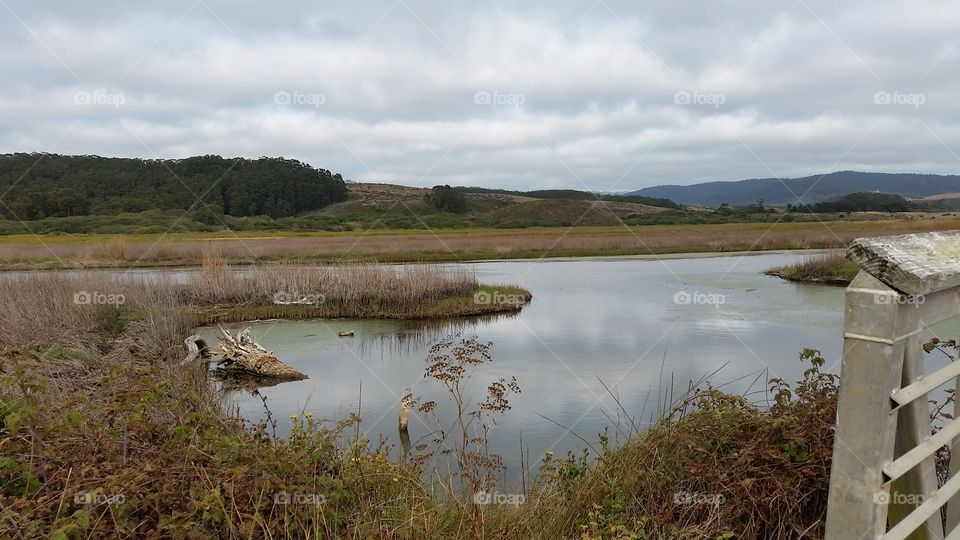 Marsh drying up. Wetland Ecosystem Blue Heron Habitat