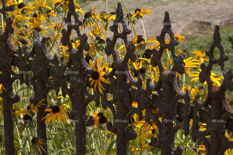 Fence and flowers