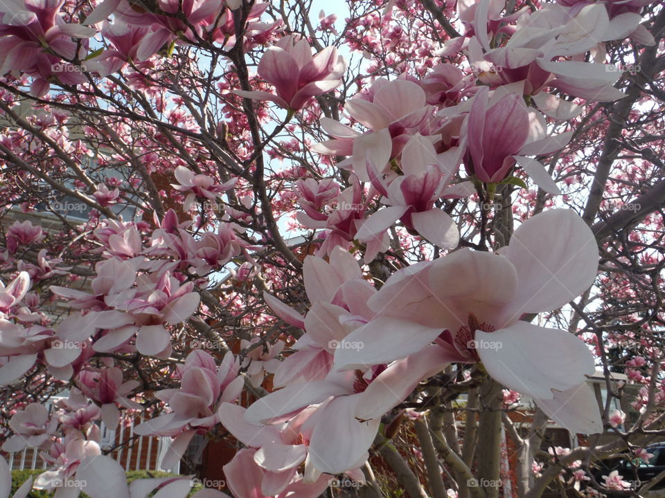 Tulip tree