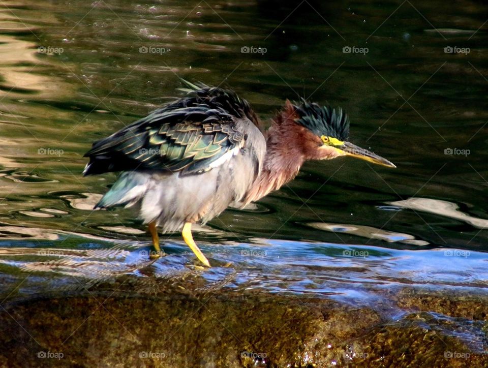 Green Heron Taking a Bath