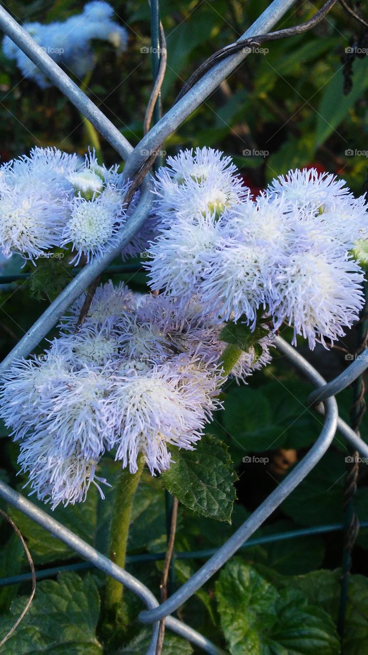 Nature, Flora, Flower, No Person, Garden