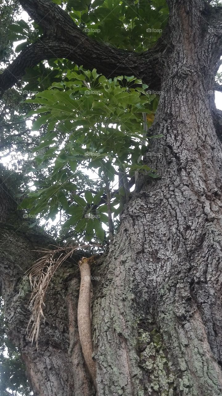 New tree growing in old tree