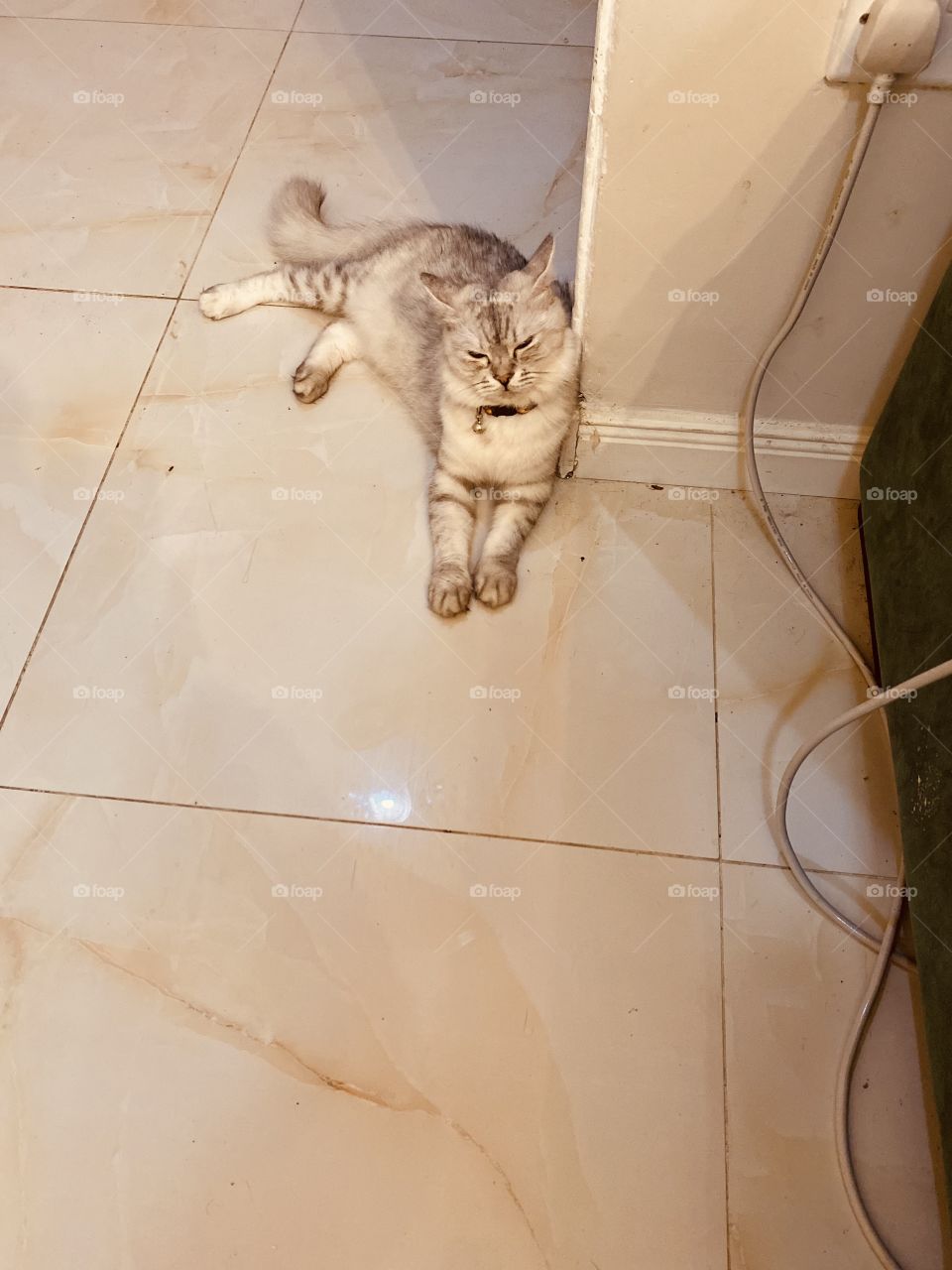 So cute a cat , zainh 🐈‍⬛ 🐈 🥰