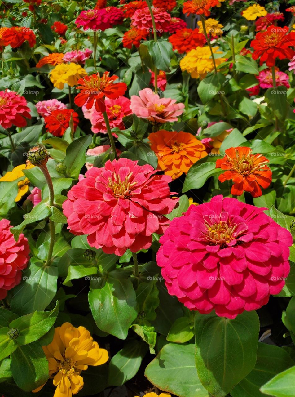 Spring Flowers in Bloom