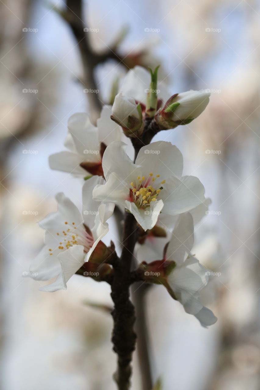Wild plum blossoms in the first days of March
