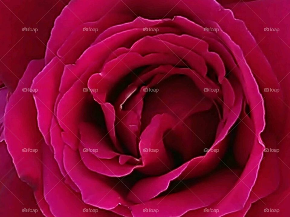 deep pink rose