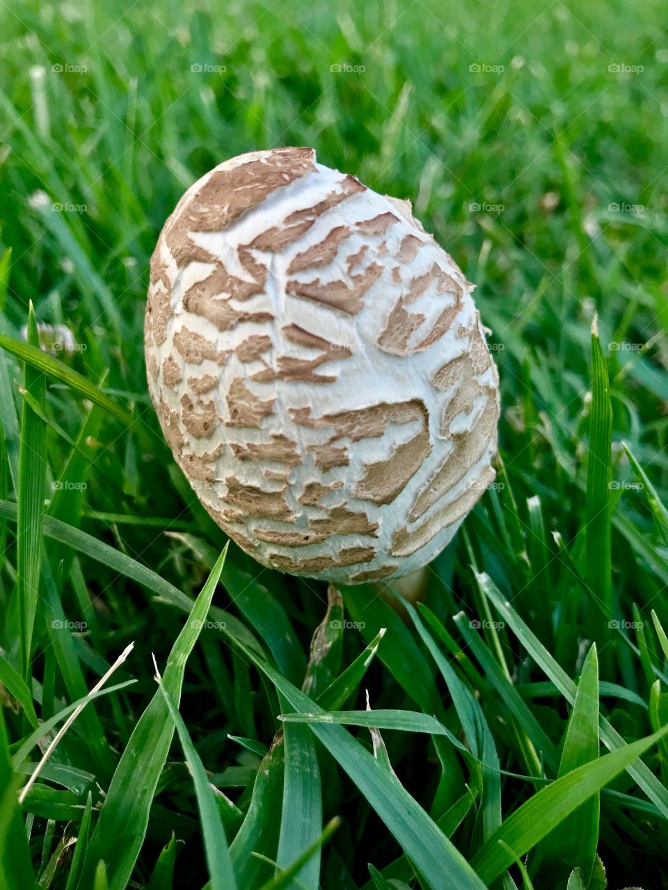 Mushroom in the street