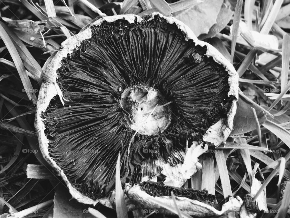 Top of mushroom, in black and white