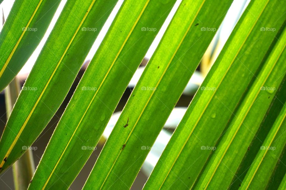 water drops on palm leaves