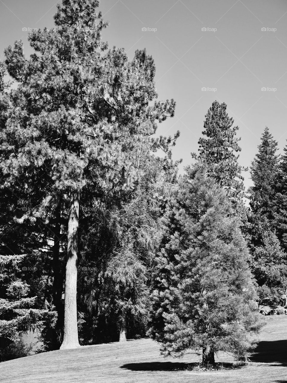 Beautiful landscaping at Pioneer Park in Bend in Central Oregon on a sunny summer morning. 