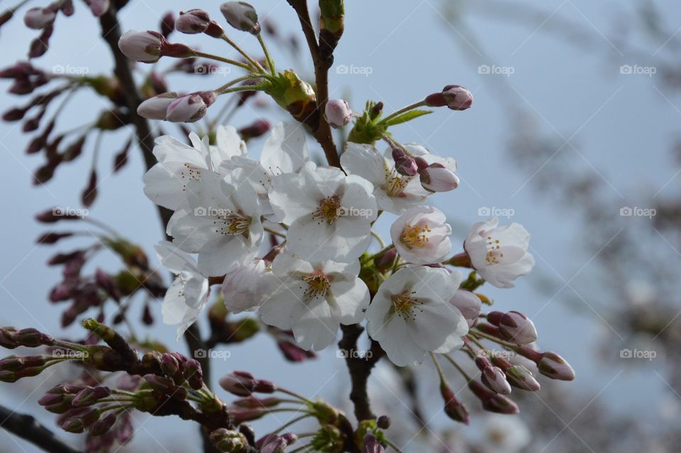 cherry blossom