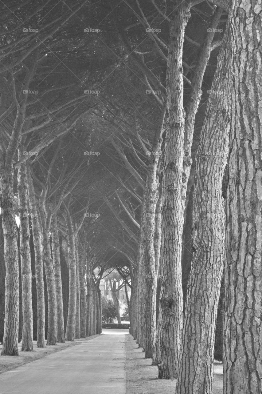 Symmetry and the pathway of life. It’s the beauty in the black and white mirror in photo :)