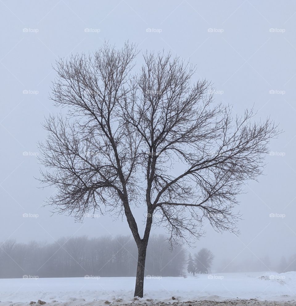 Tree on a Hazy Winter Day