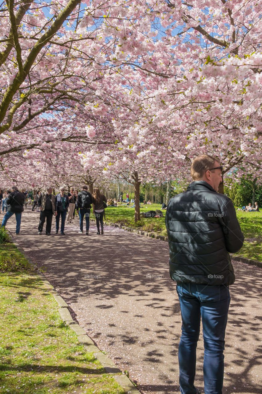 Pink park 