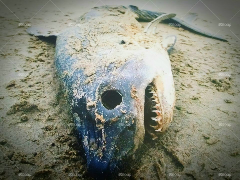 shark on beach Oregon coast