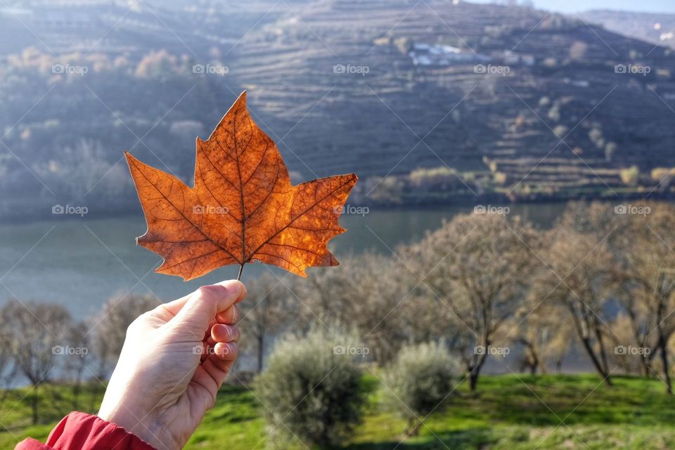 Hand raises an autumn leaf