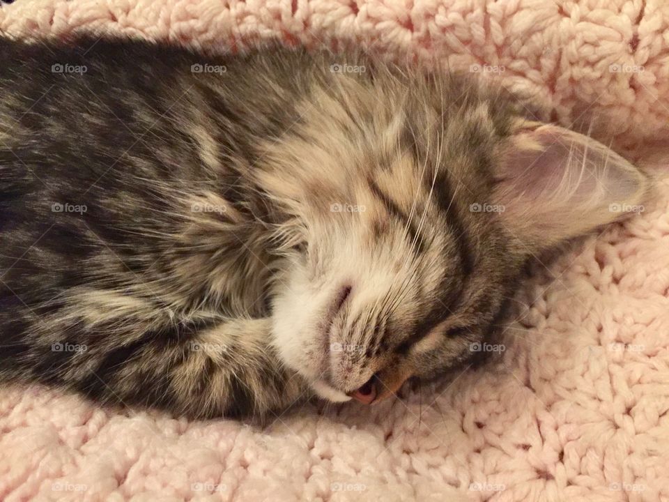 Sleeping kitten pink
