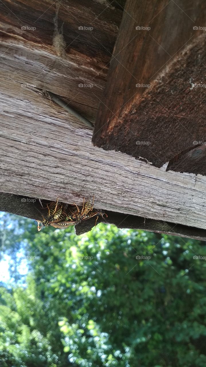 Detail from wasp life