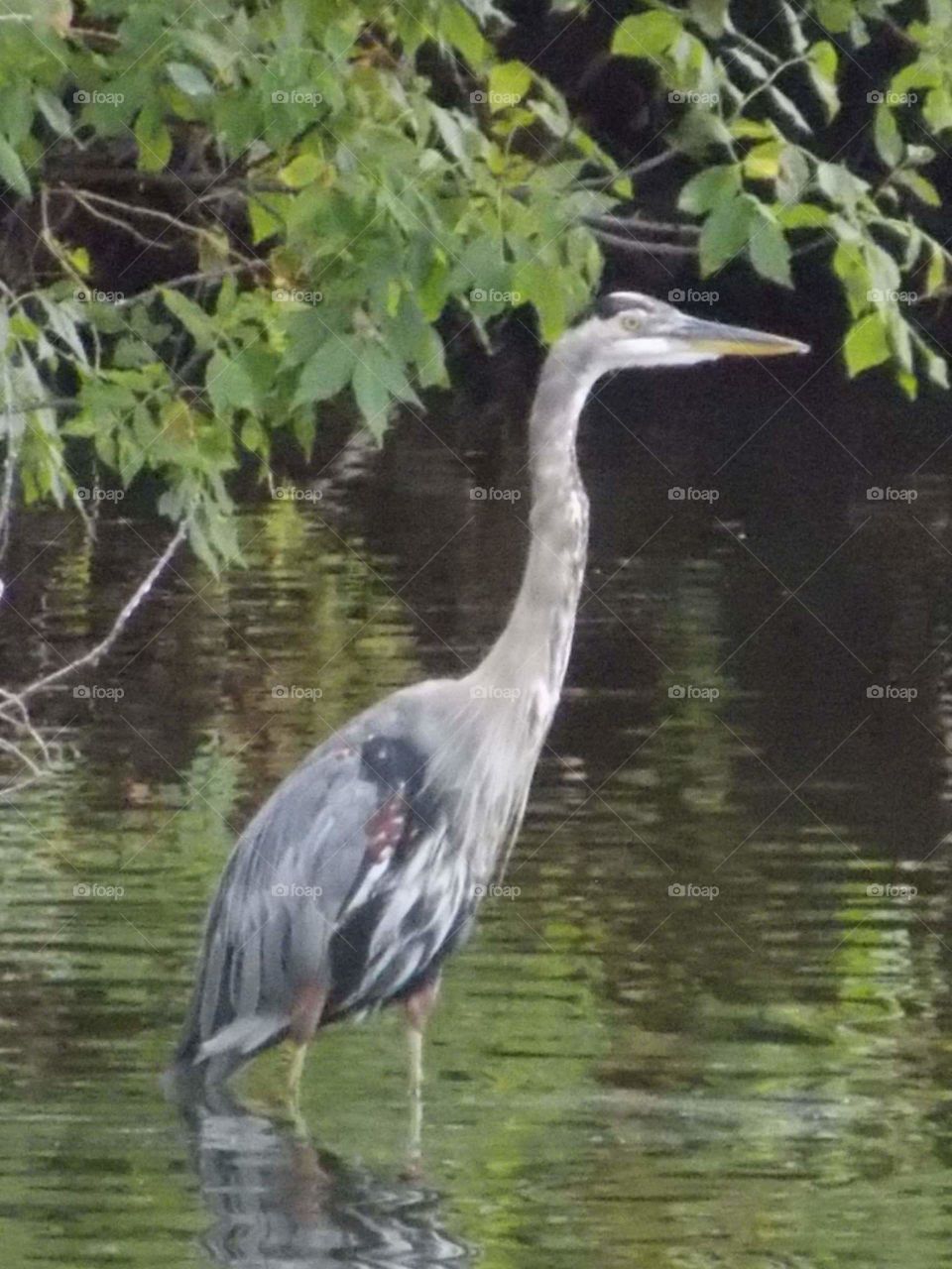 Heron on a pond