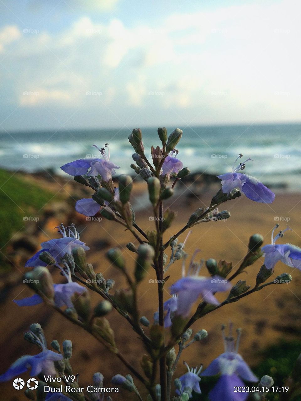 This is a capture of a natural beauty. The main focused part is the purple colour flowers and in the background there is the
ocean with crashing waves. The background means the ocean and the sun setting sky.