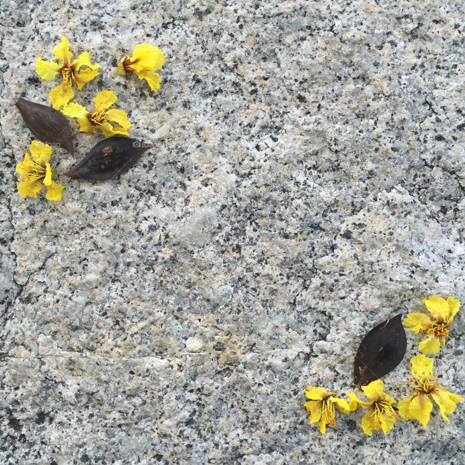 Yellow flowers on a big stone 