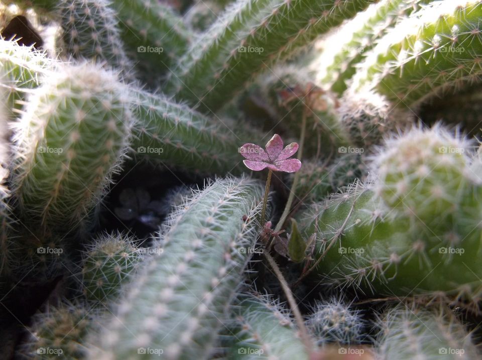 A beautiful flower among thorns