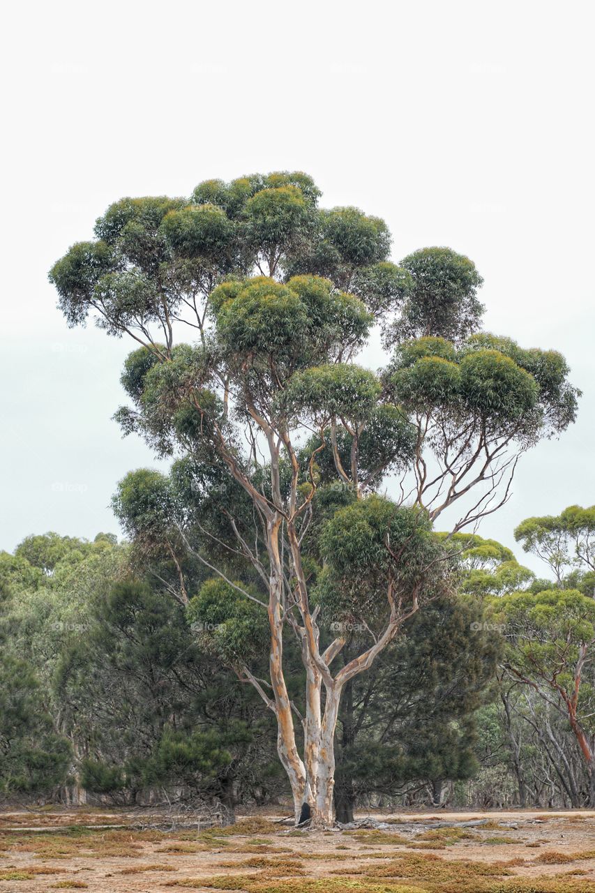 Eucalyptus Tree