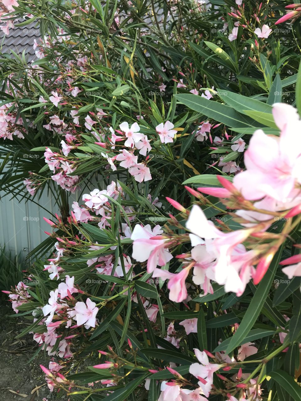 Природа Сочи