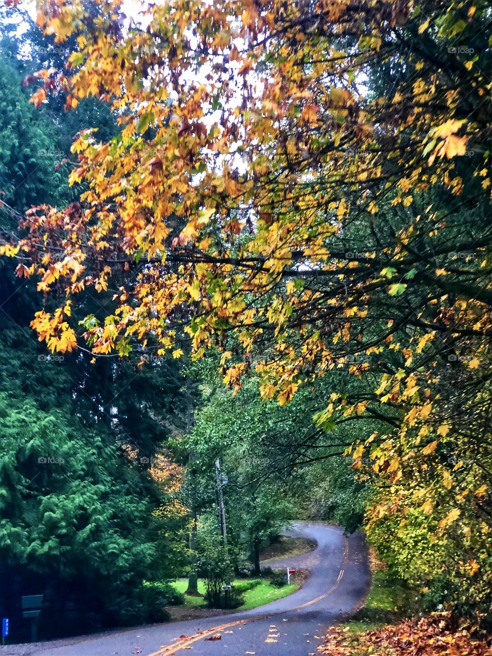 First Signs Of Autumn Foap Mission! Turning Fall Leaves on A Winding Pacific Northwest Road! 