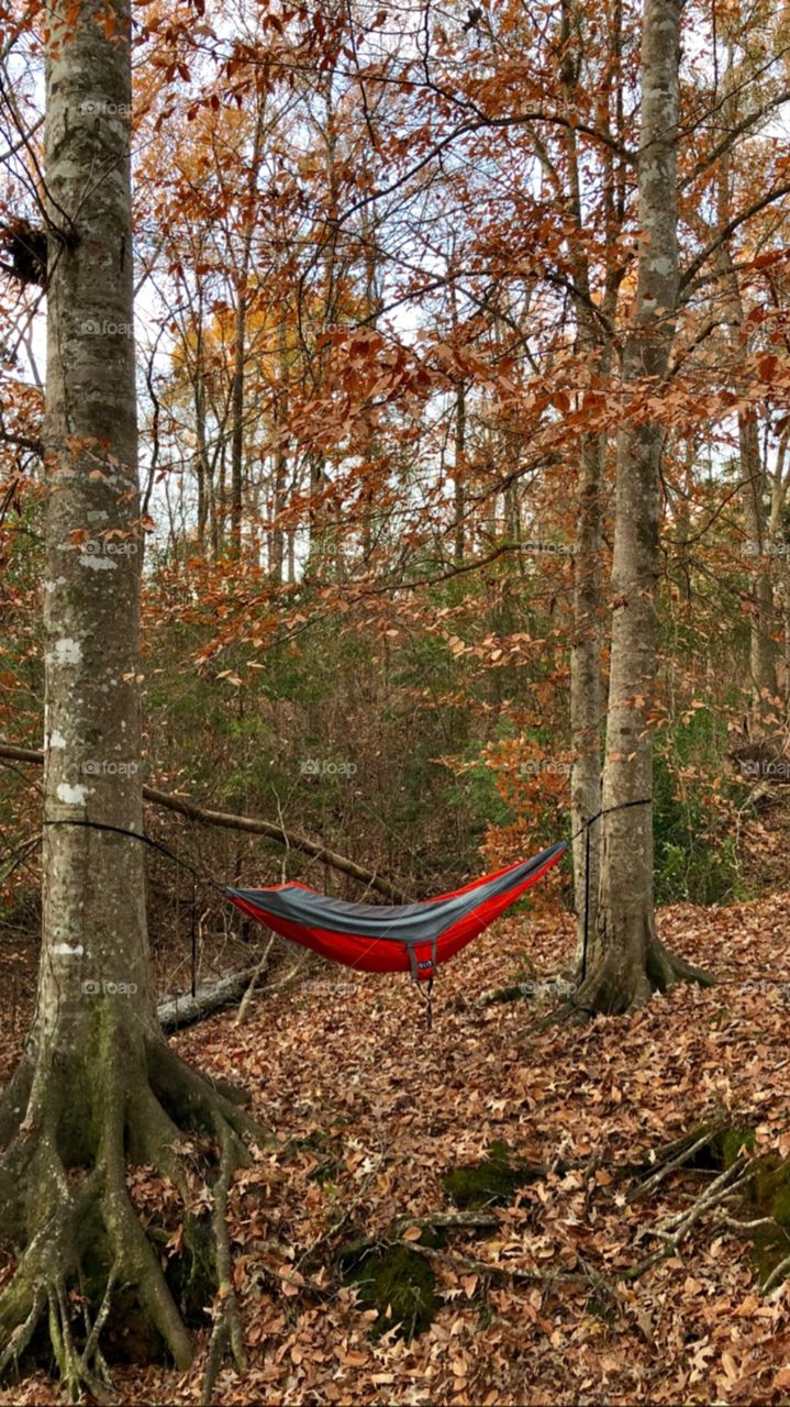 Hammock life