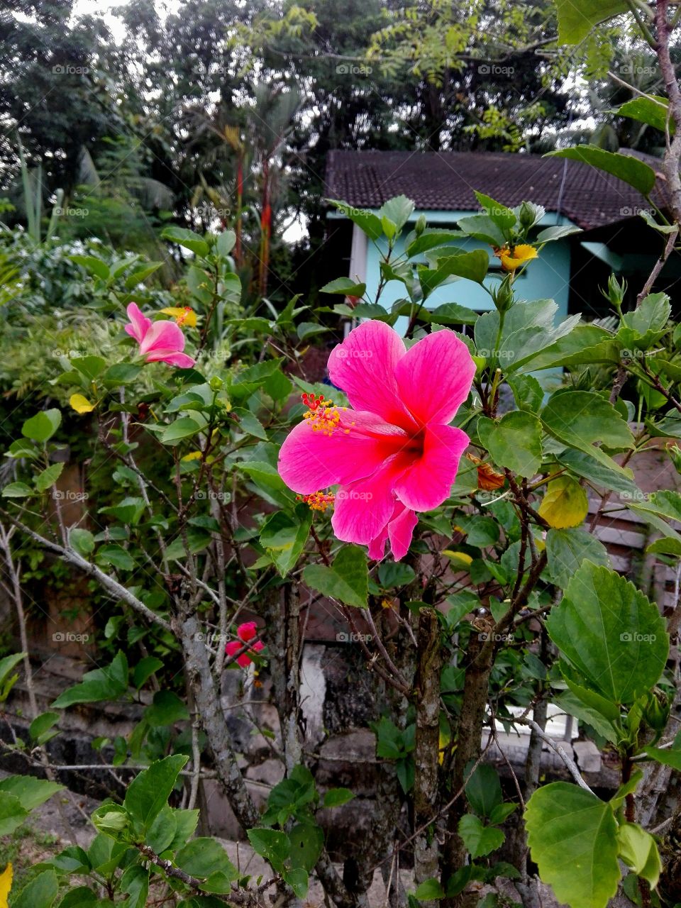 asian pink flower