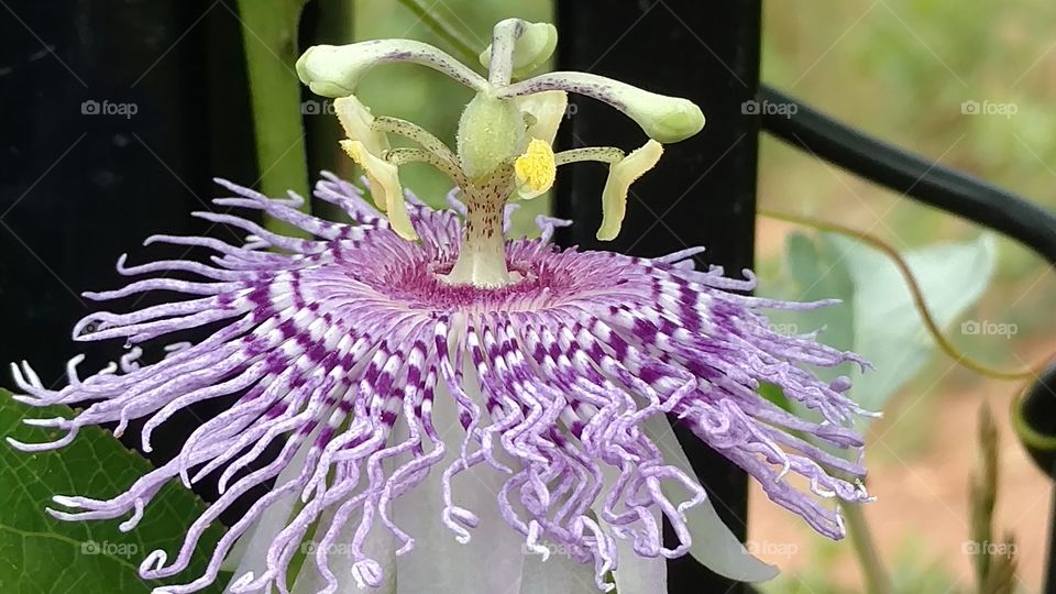 purple passion flower