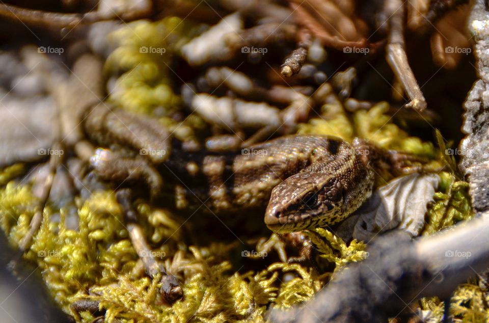 Close-up of lizard