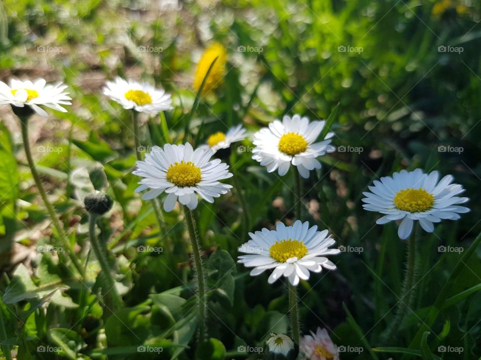 spring flowers