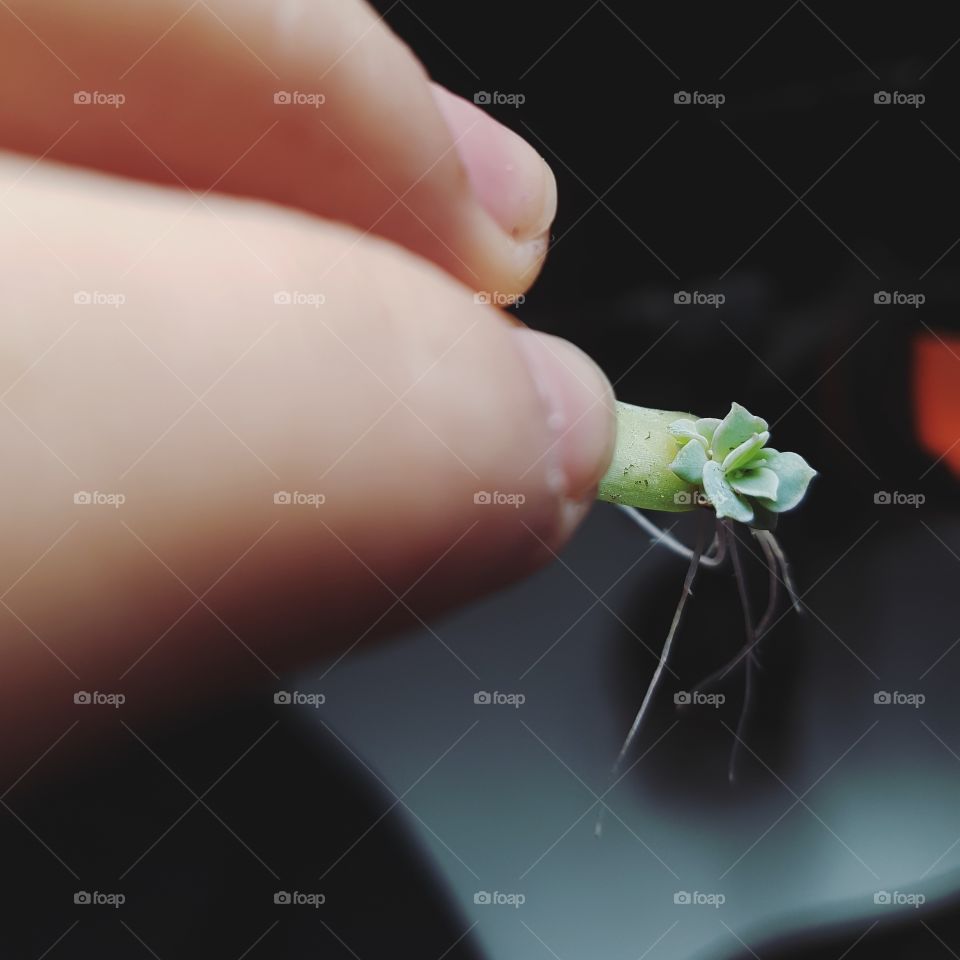 Working hands working with propagation