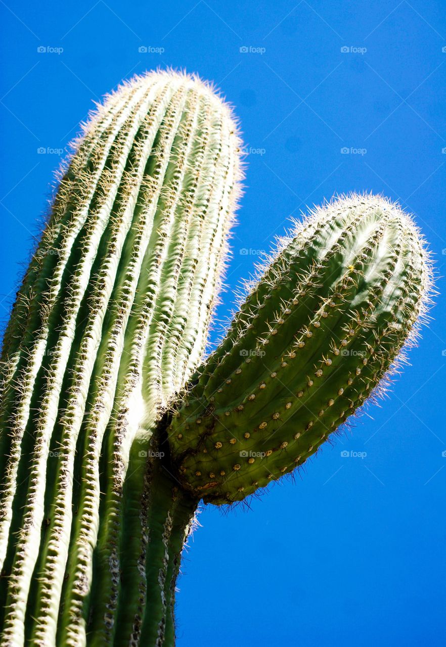 Low angle view of a cactus